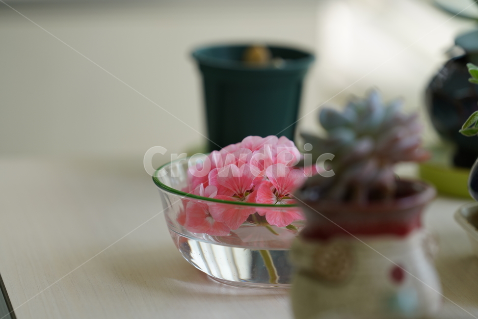 식물,생명,생물,잎,컬러