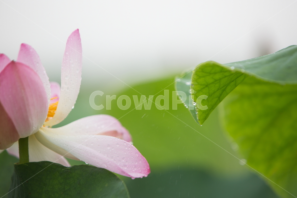 연꽃,꽃,여름꽃,식물,lotus,flower,식물,자연,plants,nature,꽃,flower