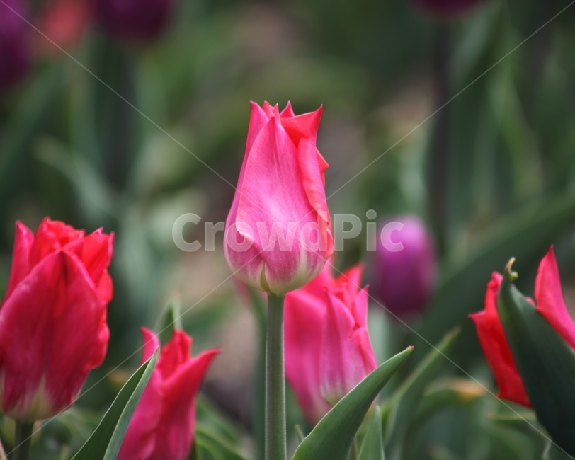튤립,구근초,백합과,꽃,tulip,식물,자연,plants,nature,꽃,flower
