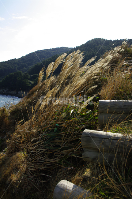 풀,억새,식물,잡초,plant,grass,잔디,lawn,reed,갈대