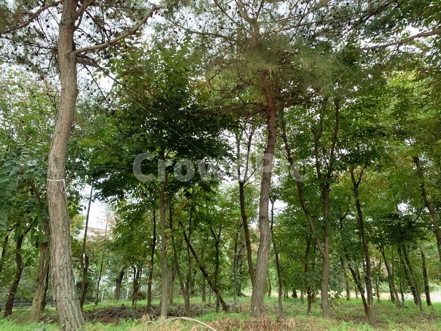 나무,식물,소나무,자연,가을,tree,가을,계절,fall,autumn,season,식물,자연,plants,nature,나무,trees,wood,plant,tree trunk,나무 줄기