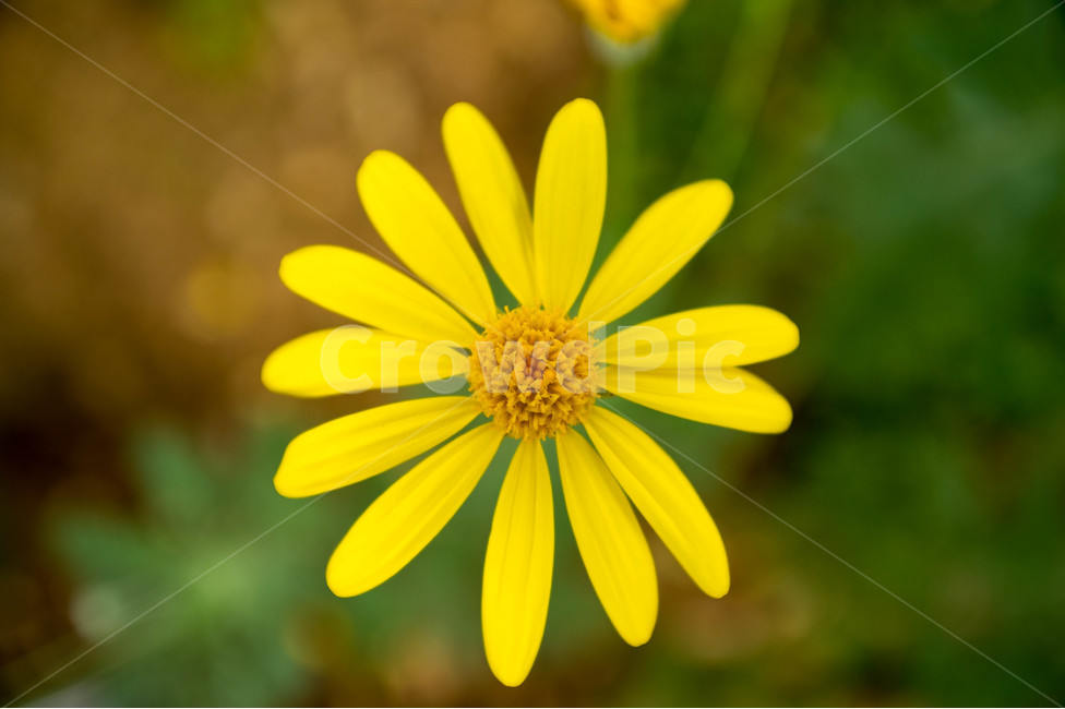 봄,봄꽃,노랑꽃,식물원,플라워,식물,자연,plants,nature,꽃,flower