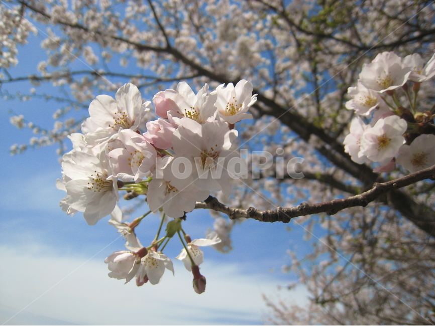 하늘,파란하늘,벚꽃,벚나무,꽃,흰색,파란색,배경,sky,blue,cherryblossom,tree,white,background,wallpaper,식물,자연,plants,nature,꽃,flower