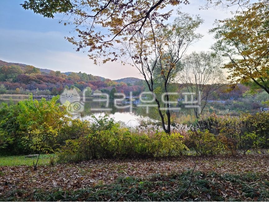 가을,단풍,자연,평화로운풍경,가을풍경,나무,공원,tree,nature,outdoors,park,path,오솔길