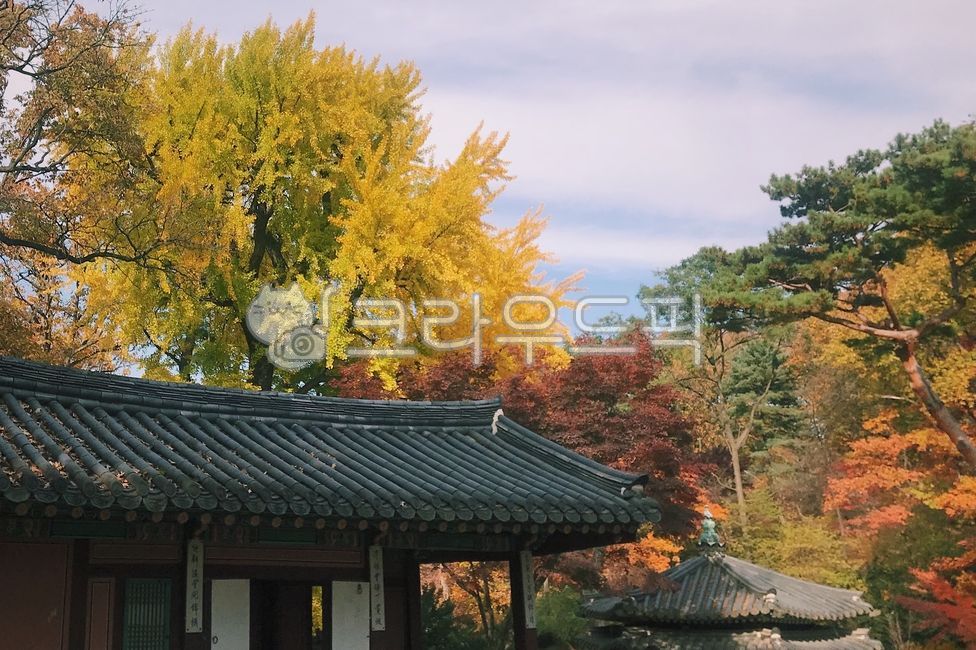 단풍,가을,경복궁,창덕궁,야경,궁,고궁,궁궐,은행나무,단풍나무,서울,풍경,자연