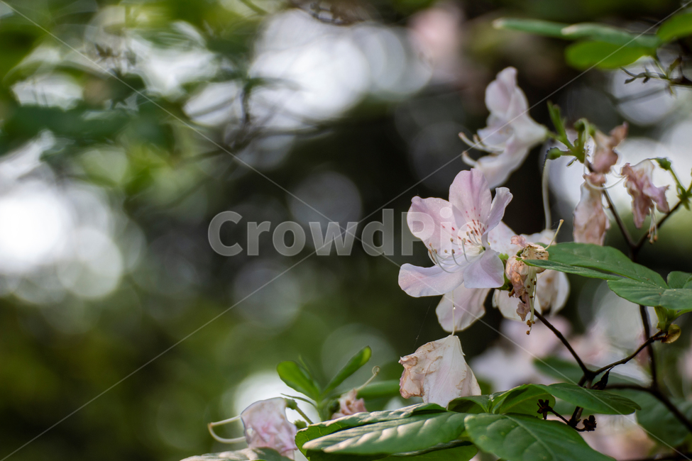 봄,벗꽃,흰꽃,햇빛,잎사귀,식물,자연,plants,nature,꽃,flower
