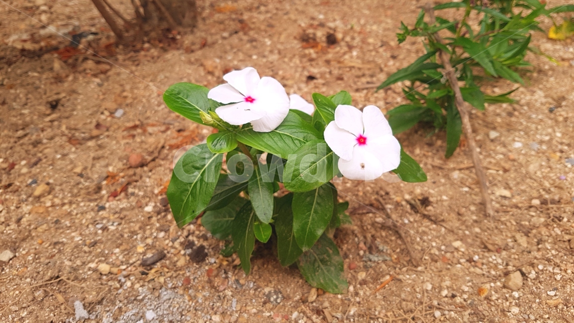 꽃,플라워,flower,흙,하얀꽃,식물,자연,plants,nature,꽃,flower