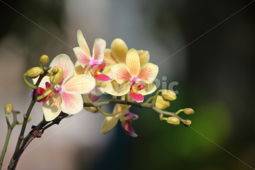 꽃,식물,호접난,Phaelenopsis,flower,식물,자연,plants,nature,꽃,flower