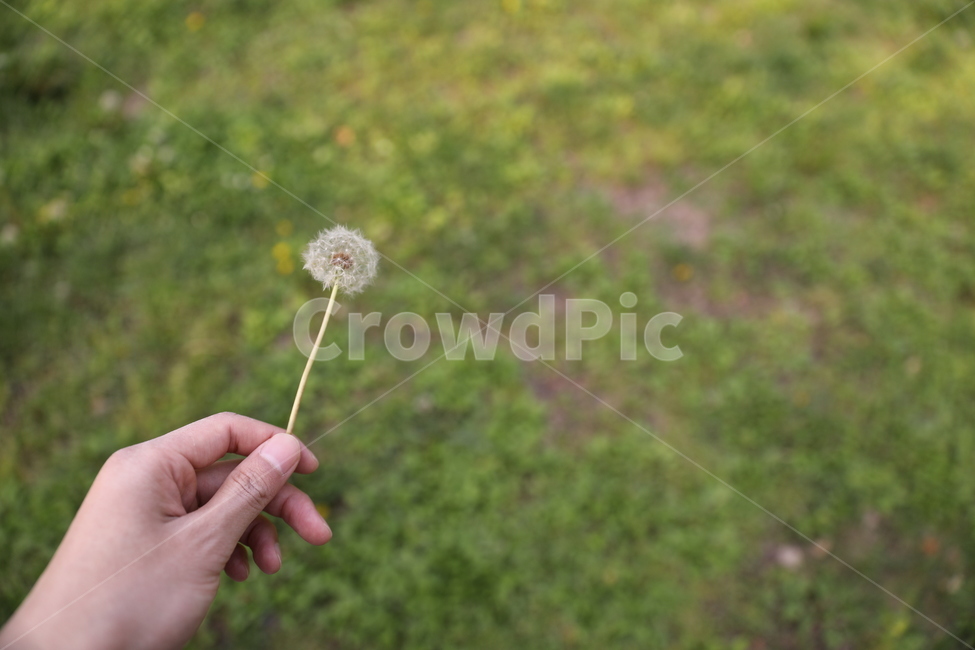 민들레,봄,홀씨,꽃,자연,웰빙,식물,자연,plants,nature,사람,인물,인간,human,person,신체일부,몸,body