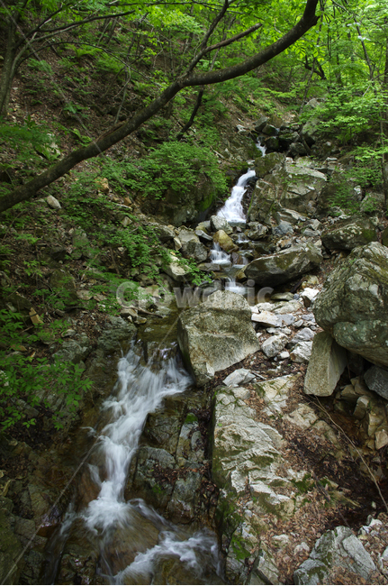 계곡,강,나무,숲,초록,자연,풍경,nature,landscape,water,물,outdoors,옥외,river