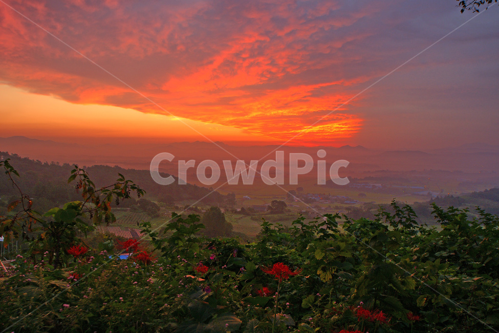 밀재,일출,풍경,상사화,운해,자연,풍경,nature,landscape,outdoors,옥외,dusk,황혼,sunset,일몰,sky,하늘,dawn,새벽,red sky,붉은 하늘