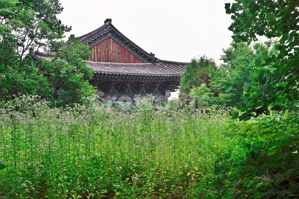 대웅전,정토사,청계산,불교사찰,사찰,여름,계절