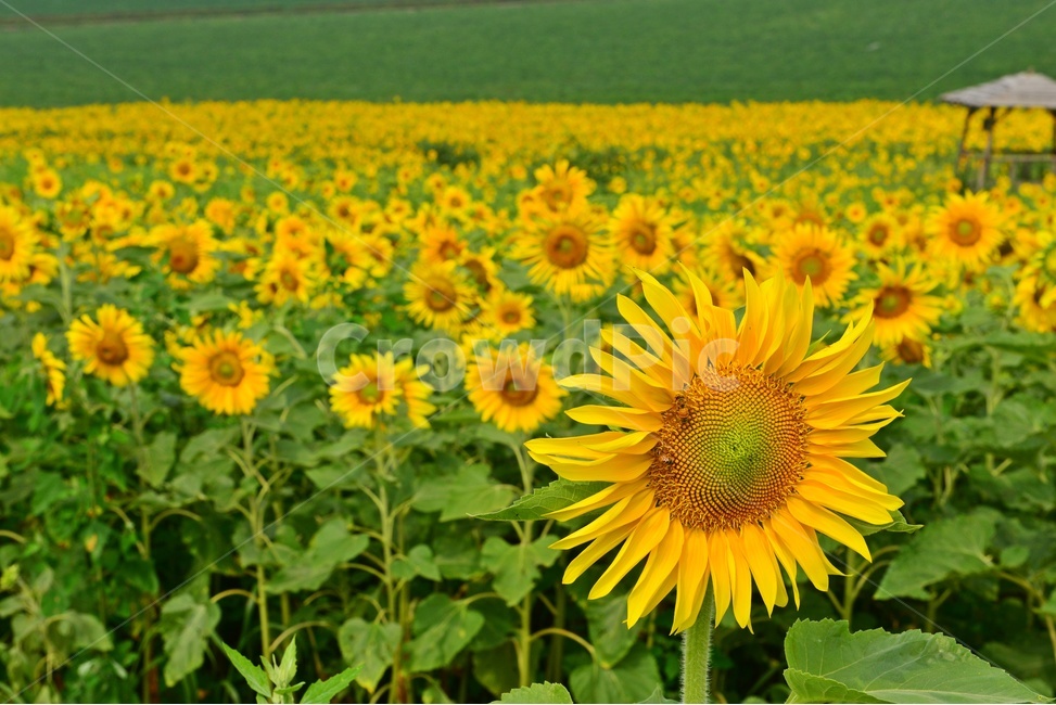 plant,식물,blossom,flower,꽃,sunflower,해바라기,고창,학원농장,해바라기밭,원두막