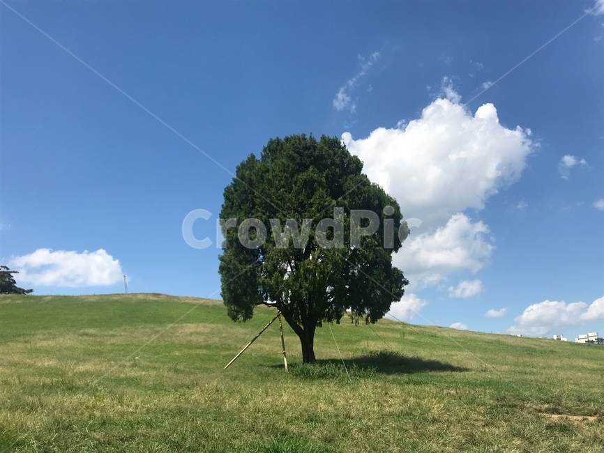 하늘,나무,날씨,올림픽공원,나홀로나무,공원,여유,힐링,쉼,자연,풍경,nature,landscape,식물,plants,나무,trees,wood,tree,plant