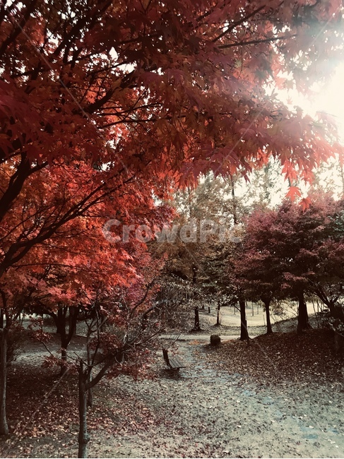 가을,단풍나무,공원,나무,낙엽,가을,계절,fall,autumn,season