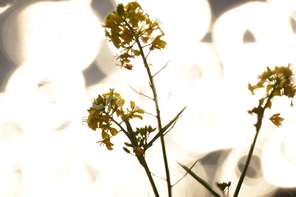 꽃,꽃잎,초록잎,유채꽃,식물,보케,링도너츠보케,봄,계절,spring,season,식물,자연,plants,nature,꽃,flower,휴식,힐링,rest,relaxation,healing