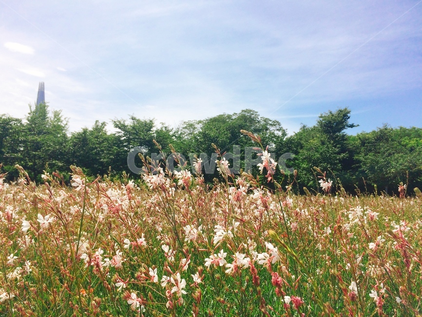 잠실,올림픽공원,꽃,꽃밭,들판,가을,옥외,outdoor