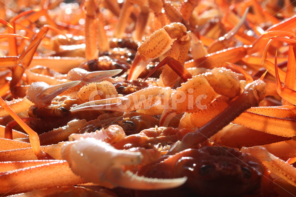 대게,게,해산물,seafood,해물,food,식품,lobster,animal,동물,sealife,해양생물,음식,식재료,요리,food,cook,meal,dishes,food reserves,수산물,해산물,fishery products,seafood