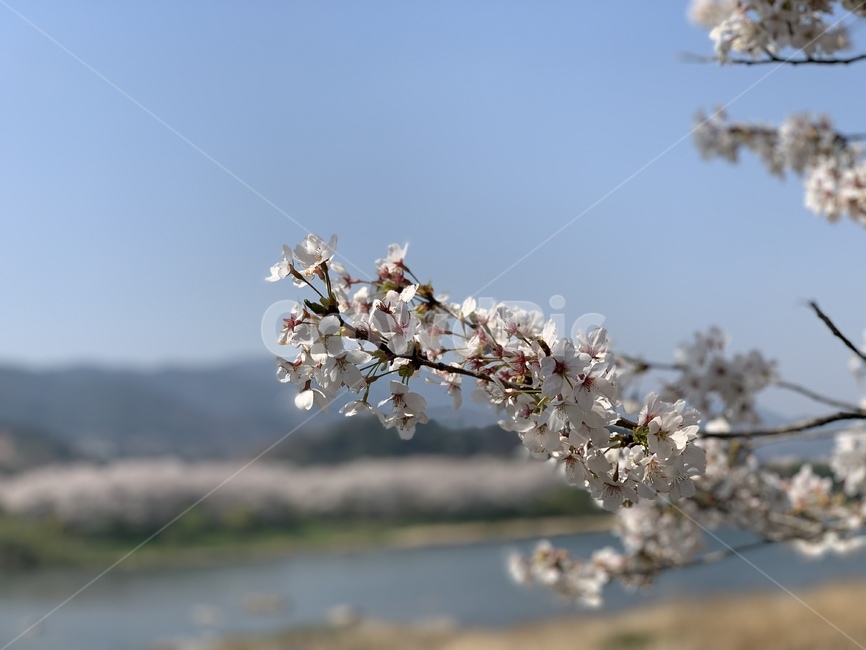 벚꽃,꽃,봄,나무,자연,봄,계절,spring,season,plant,식물