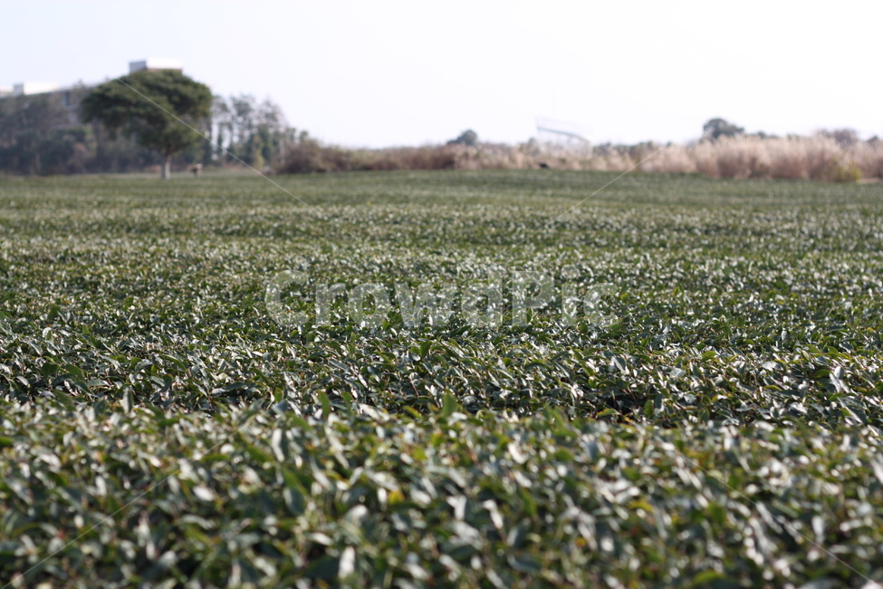 나무,녹차밭,녹차,제주,제주도,초록,녹색,식물,자연,plants,nature,산업,industry,industrial,농업,농사,agriculture,farming,farming industry
