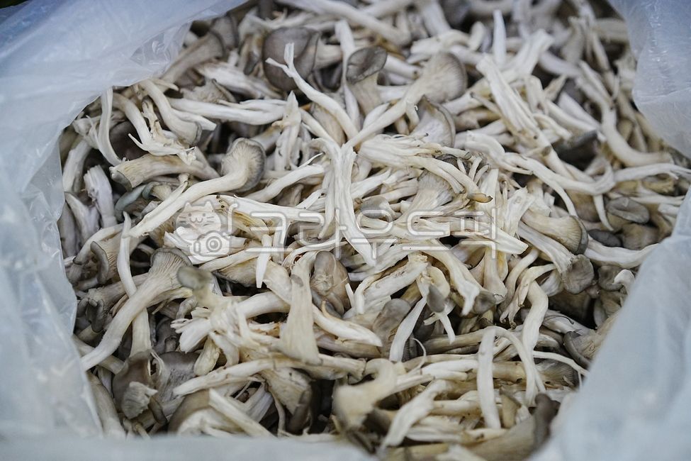 요리,요리재료,다듬기,손질,부엌,식당,요리준비,버섯