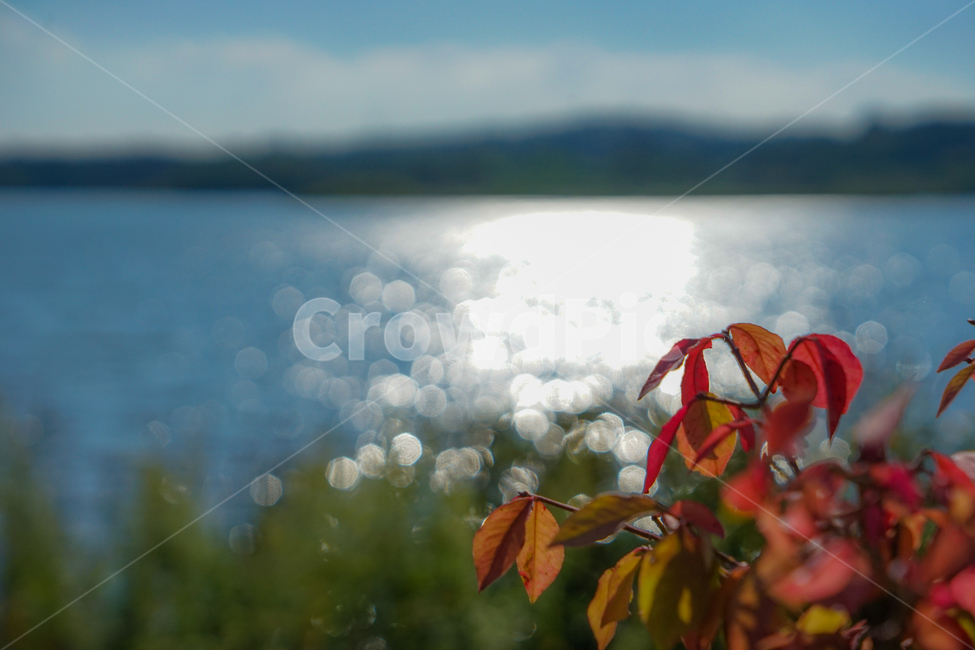 호수,반사,빛,화살나무,잎,나무,단풍,가을,자연,풍경,nature,landscape,plant,식물,leaf