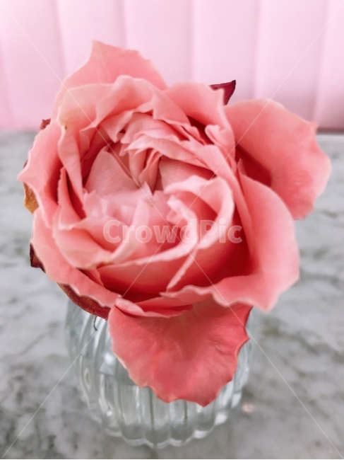 rose,장미,flower,꽃,plant,식물,blossom,핑크,핑크로즈,분홍장미