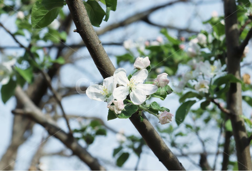 꽃,흰꽃,백화,사과,사과나무,사과나무꽃,봄,과일꽃