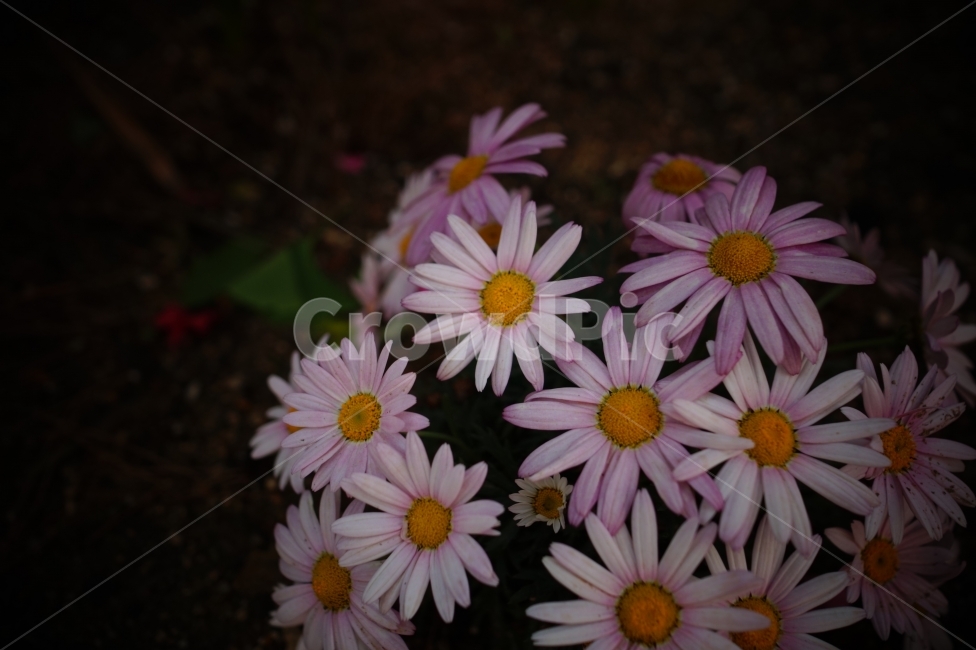 야생화,목마가렛,꽃,길가,argyranthemumfrutescens,식물,자연,plants,nature,꽃,flower