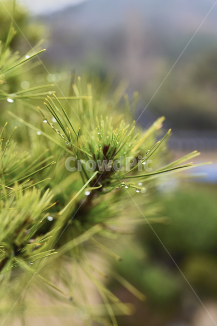 소나무,솔잎,초록색,물방울,빗방울,식물,자연,plants,nature