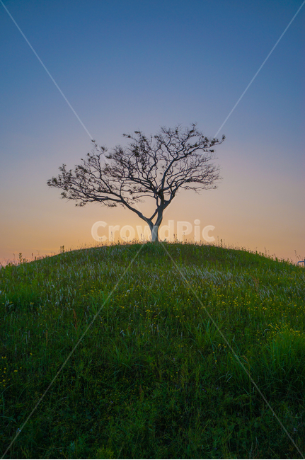풍경,노을,언덕,자연,tree,hill,sunset