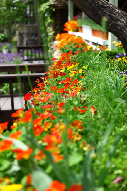 연천허브마을,여름,꽃,허브,풍경,식물,자연,plants,nature,꽃,flower