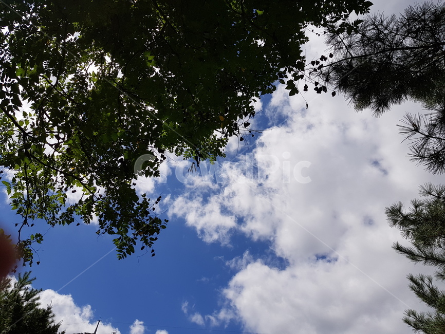 tree,나무,plant,식물,풍경,자연,풍경,nature,landscape