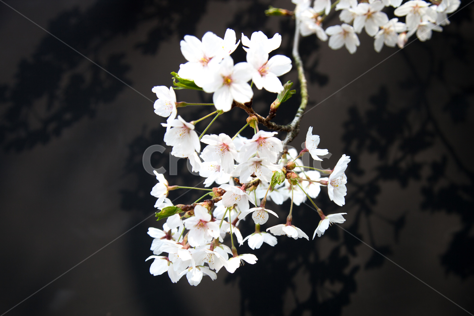 벚꽃,검은배경,꽃,그림자,분홍