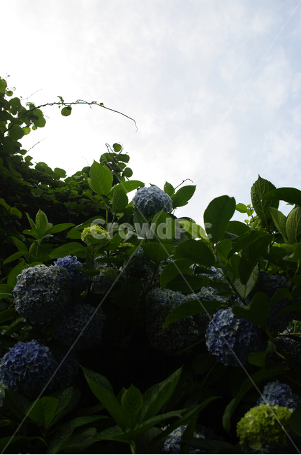수국,flower,plant,꽃,식물,식물,자연,plants,nature,꽃,flower
