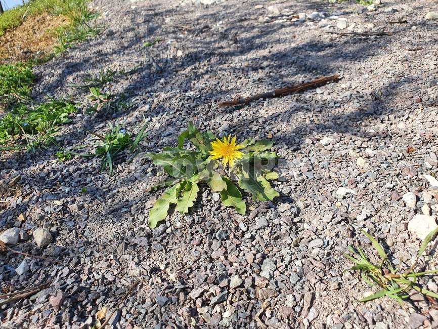 민들레,꽃,바닥,자갈,흙길,식물,자연,plants,nature,꽃,flower