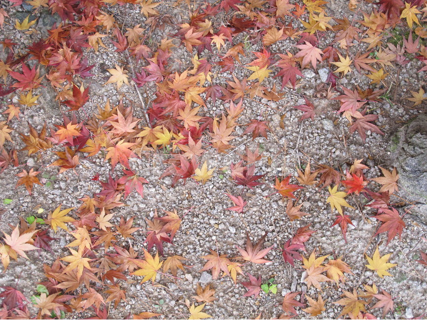 단풍,가을,낙옆,maple,fall,자연,nature,가을,계절,fall,autumn,season,나무,trees,wood,leaf,잎,plant,식물,tree