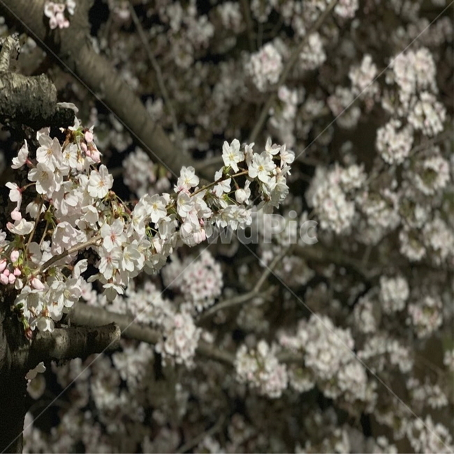 벚꽃,봄,만개,팝콘,꽃송이,cherryblossom