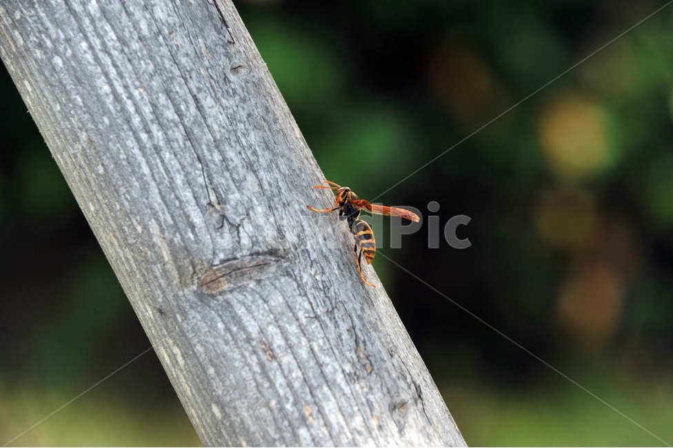 말벌,벌,곤충,벌침,벌레,bug,야생벌,잡사,나무기둥,동물,animal,곤충,벌레,insect,bug