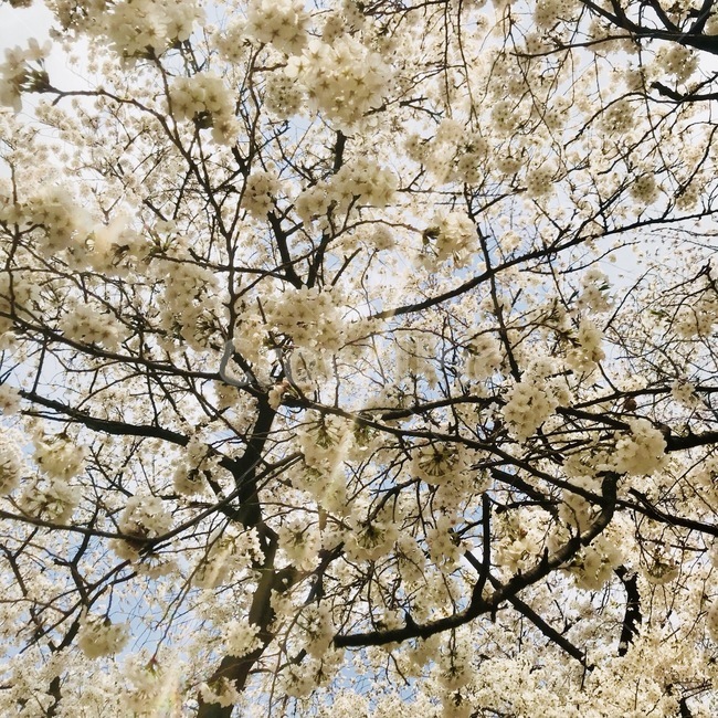 벚꽃,햇살,벚꽃나무,봄,cherryblossom