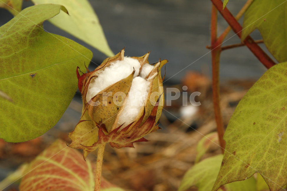 목화,목화꽃,가을,면화,솜,식물,자연,plants,nature,꽃,flower