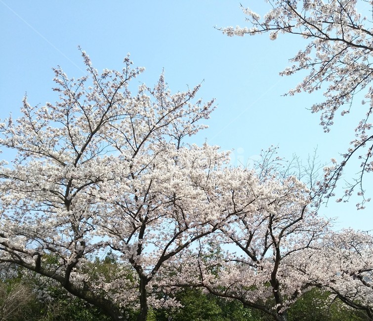 벚꽃,나무,하늘,꽃,cherryblossoms