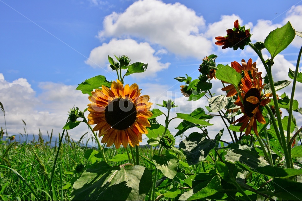 plant,식물,flower,blossom,꽃,sunflower,해바라기,날씨,구름,하늘,해남,마산,간천지,간척지해바라기밭,해바라기밭,마산해바라기밭