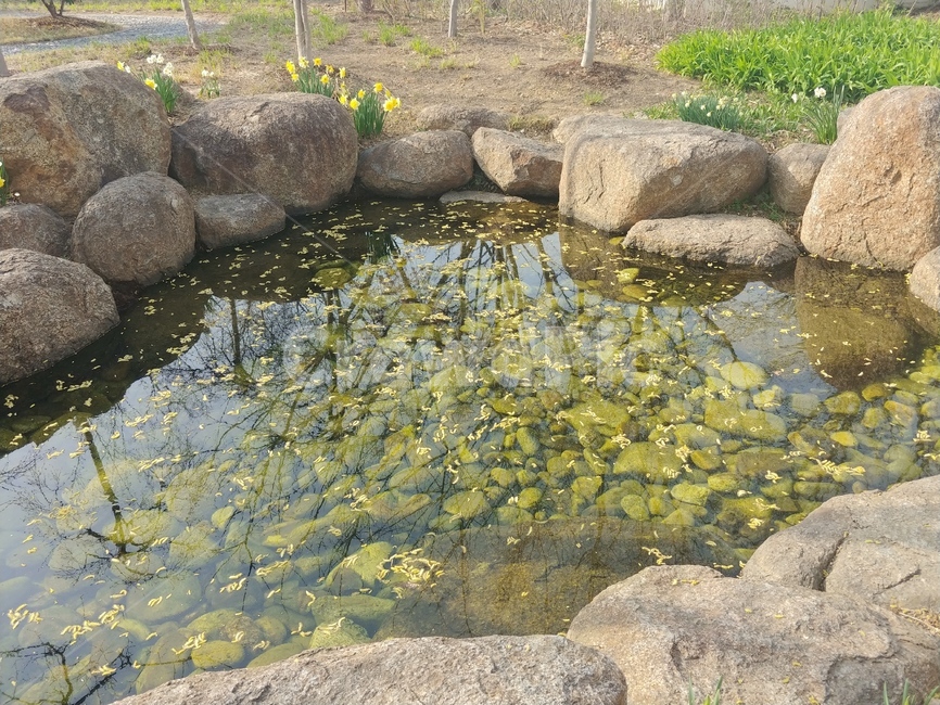 pond,못,자연,outdoors,nature,water