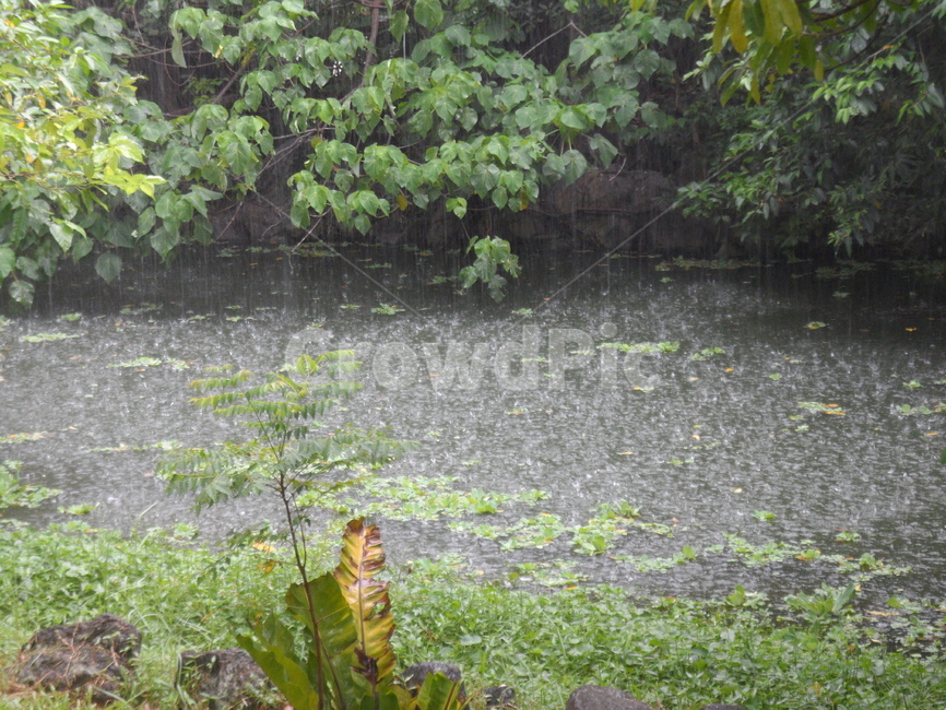 비,rain,폭우,공원,야외,자연,풍경,nature,landscape,land,땅,outdoors,옥외,vegetation,초목,plant,식물,water,물