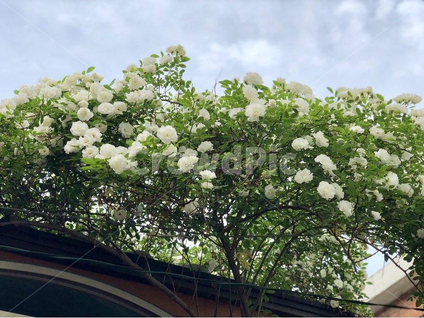 서촌,장미,하얀색,화이트,구름,하늘,오후,식물,자연,plants,nature,꽃,flower