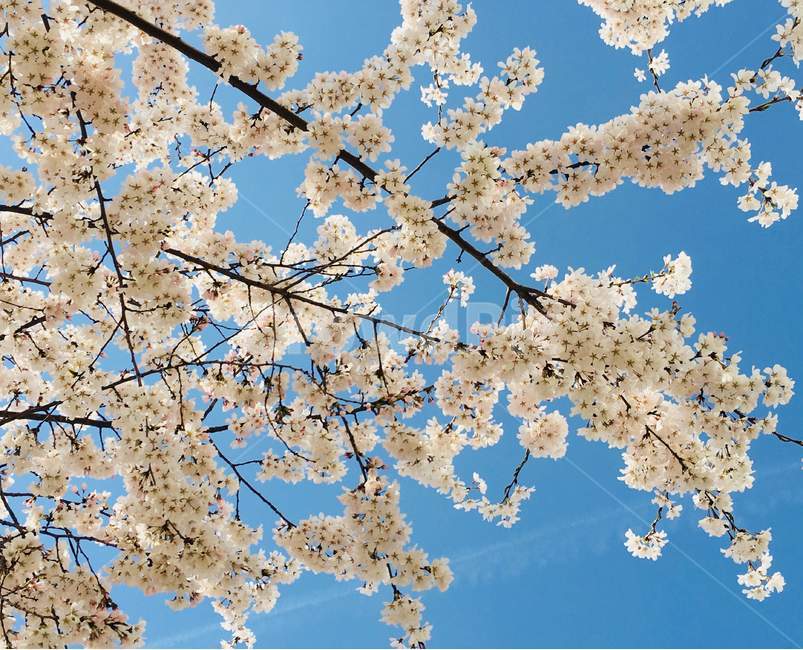 벚꽃,봄,나무,하늘,푸름,봄,계절,spring,season,식물,자연,plants,nature,꽃,flower,plant,blossom,cherry blossom