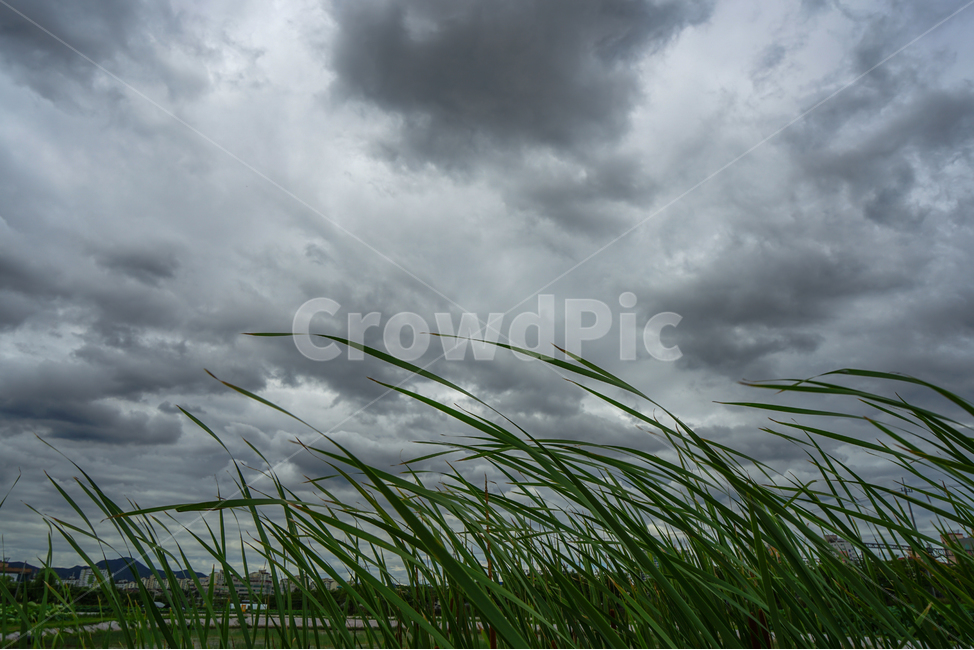 하늘,구름,부들,자연,야생,풍경,자연,풍경,nature,landscape,plant,식물,grass,잔디,weather,날씨