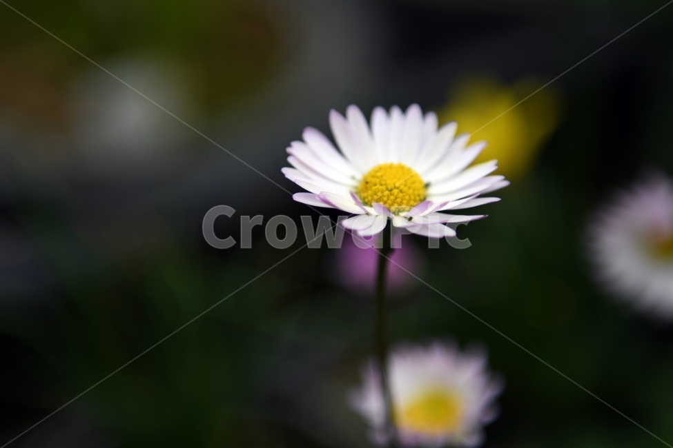 식물,꽃,감성사진,자연,flower,꽃사진,봄,봄꽃,계절,감성,4월,spring,힐링,자연풍경,풍경,봄,계절,spring,season,식물,자연,plants,nature,꽃,flower,plant,blossom,daisy,데이지,daisies