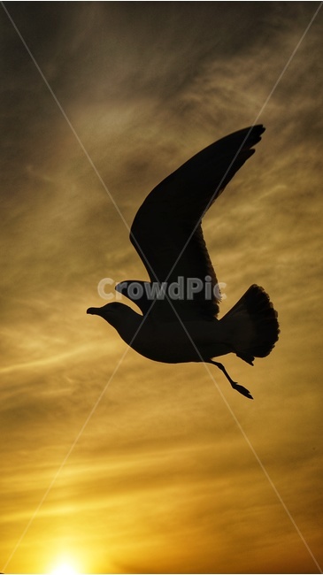 석양,일몰,갈매기,조나단,낙조,자연,동물,animal,조류,새,birds